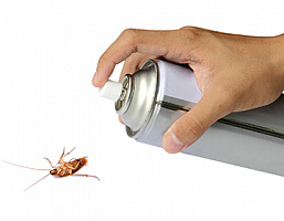 Только без паники: что делать, если в доме завелись тараканы